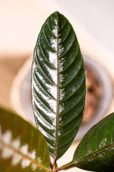 Leea sp. Asmat